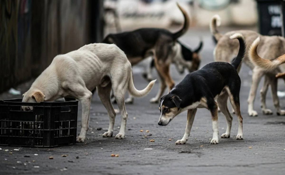 Street dogs from feeding challenge